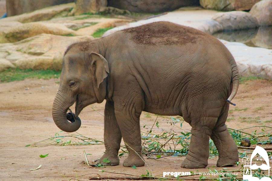 Den pro slony v Zoo Ostrava 