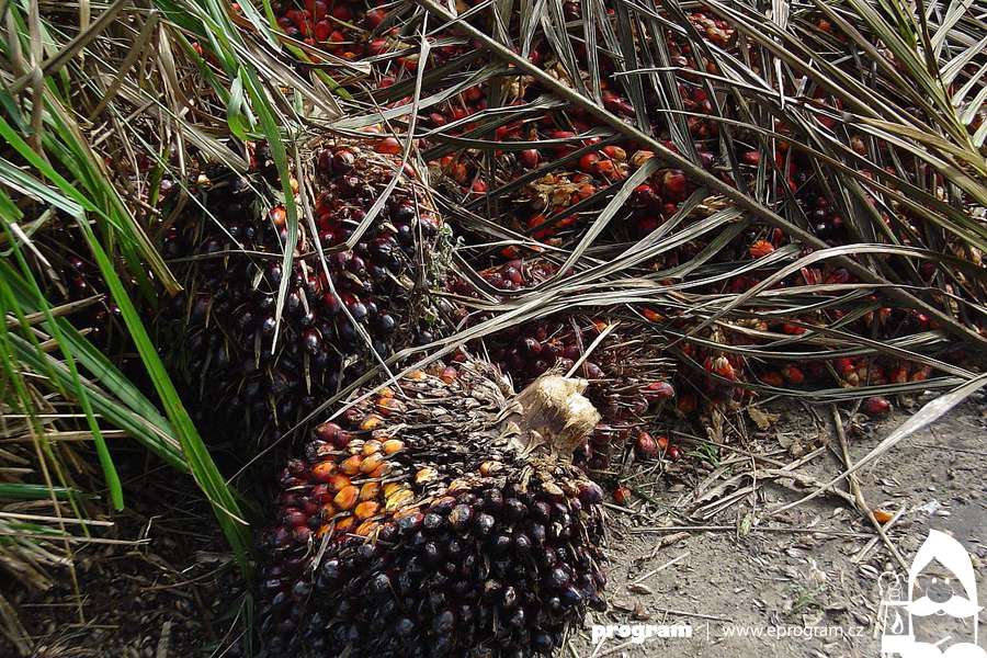 Den bez palmového oleje  