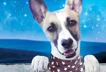 Kino na výletě 2022 / Gump: Pes, který naučil lidi žít