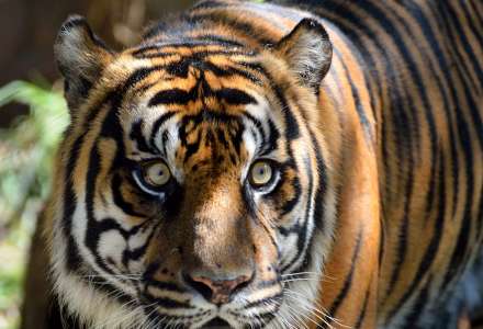 Boj proti pašerákům divokých zvířat v jihovýchodní Asii