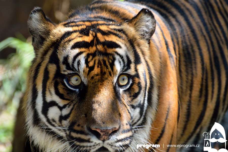 Boj proti pašerákům divokých zvířat v jihovýchodní Asii