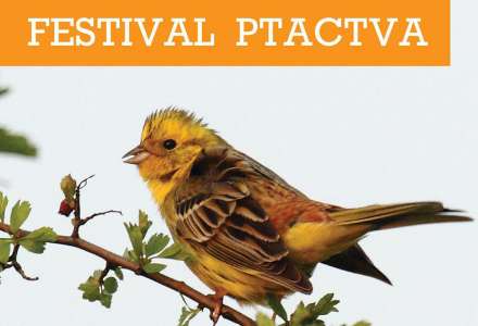 Festival ptactva – Choryňské rybníky