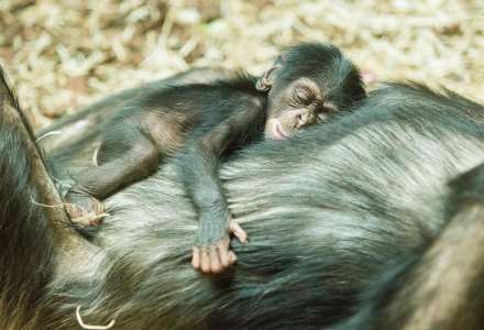 V zoo se po 10 letech narodilo mládě šimpanze
