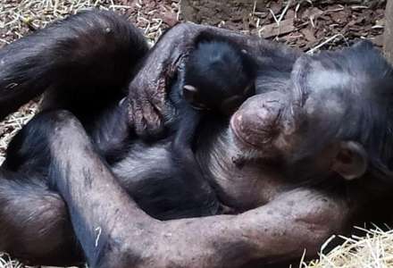 V zoo se po 10 letech narodilo mládě šimpanze