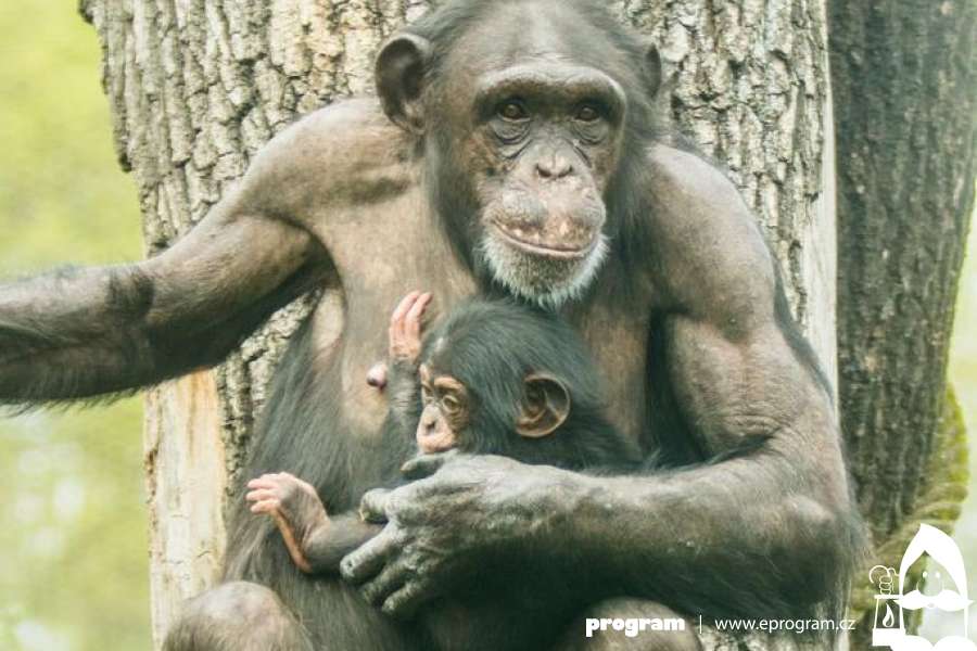 Mládě šimpanze bývá k vidění ve venkovním výběhu ZOO Ostrava