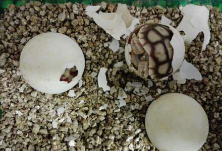 V ZOO Ostrava se vyklubala první mláďata želv ostruhatých