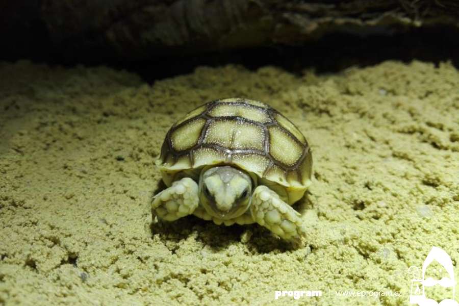 V ZOO Ostrava se vyklubala první mláďata želv ostruhatých