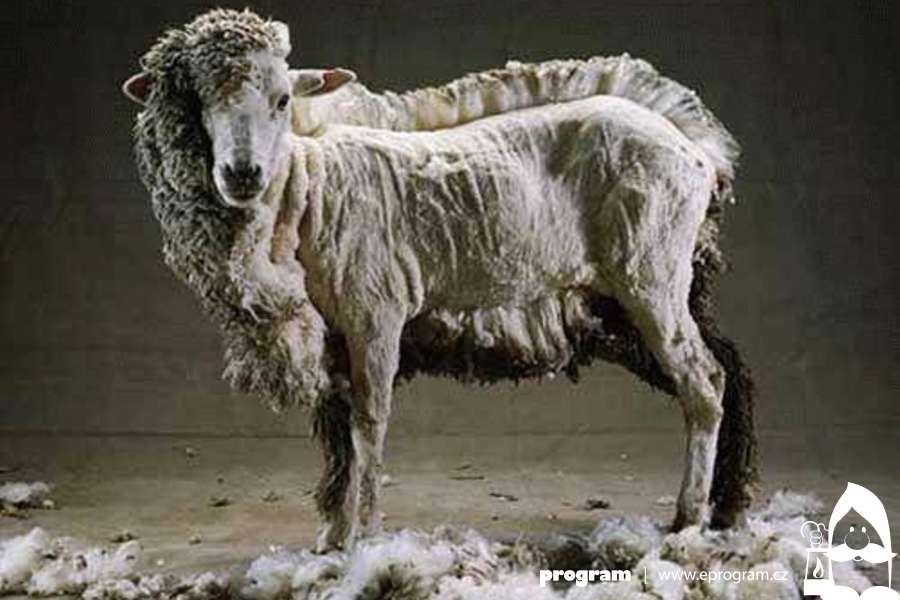 Stříhání ovcí v Beskydech 