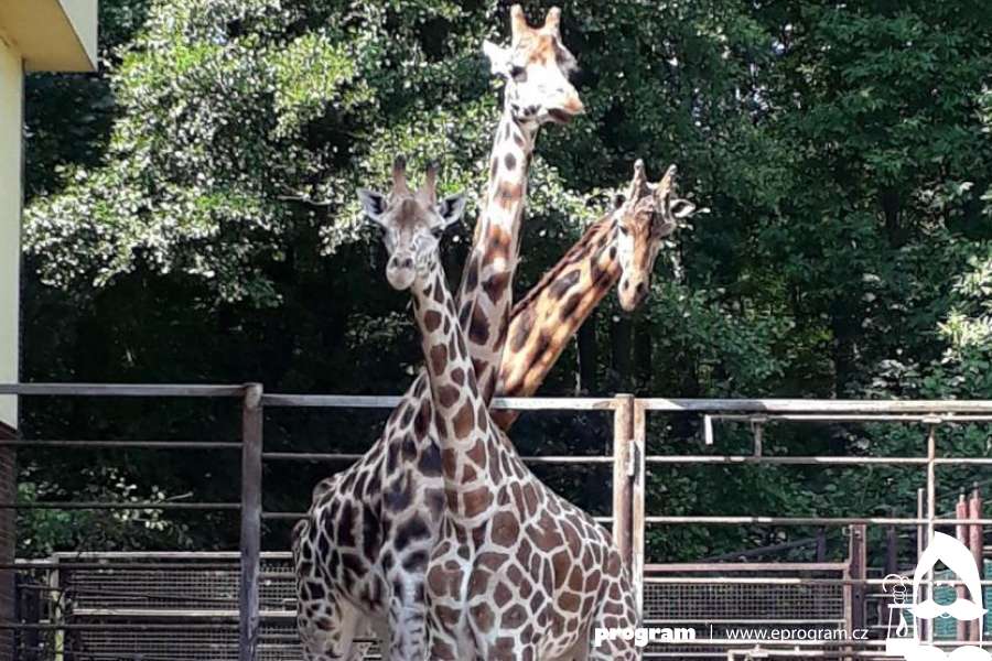 V Zoo Ostrava se zabydluje nová žirafa