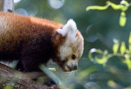 Mládě pandy červené v Zoo Ostrava se už začíná objevovat ve výběhu