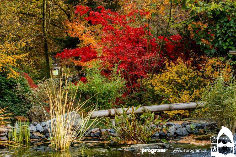 Botanické zajímavosti Zoo Ostrava: Krása japonského podzimu