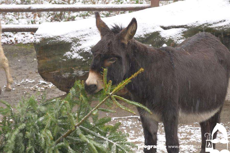 Vánoční stromky zpestřují jídelníček zvířatům v Zoo Ostrava