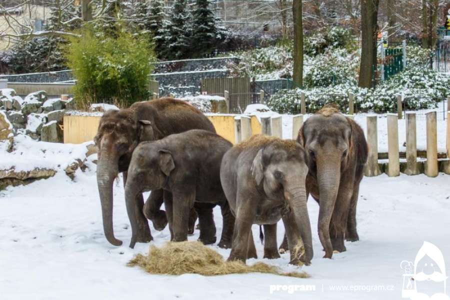 Zimní venčení slonů v Zoo Ostrava