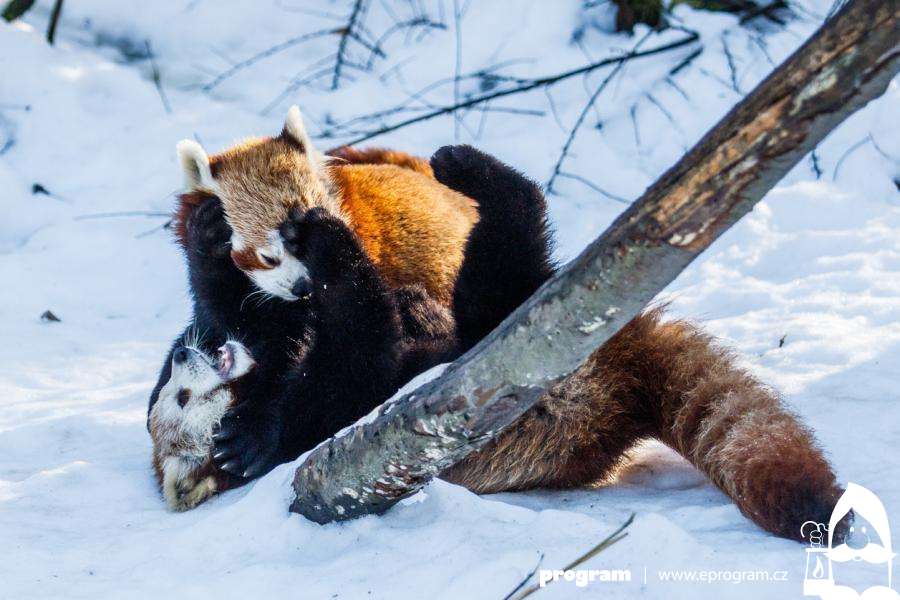 Pandy randí v Zoo Ostrava