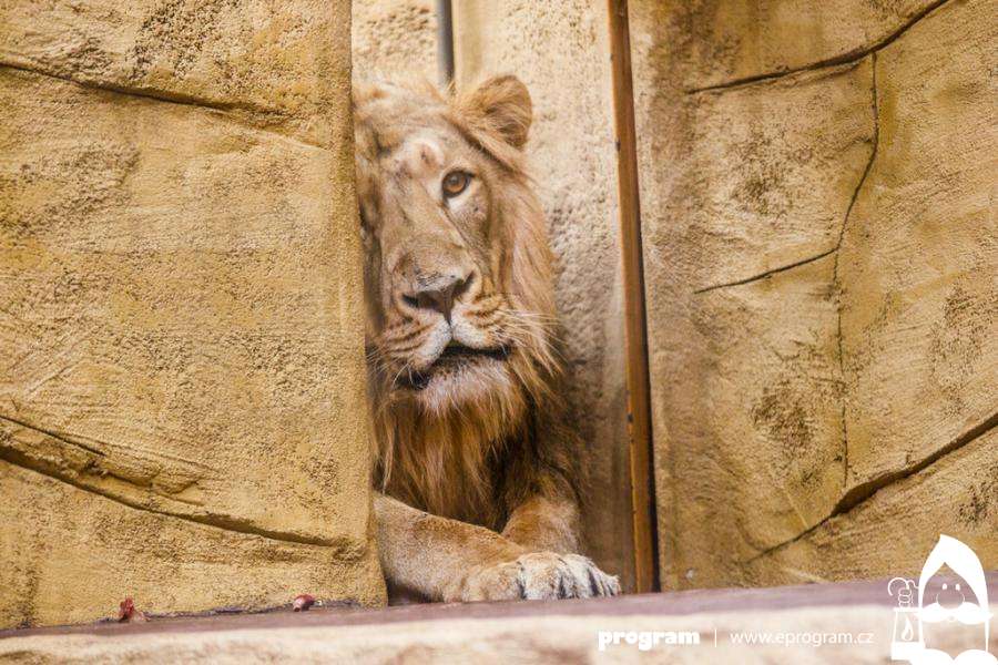 Do Zoo Ostrava dorazil mladý samec lva indického