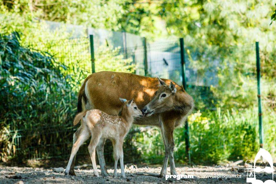 Mláďata jelenů nejsou opuštěná - ani v zoo, ani v přírodě