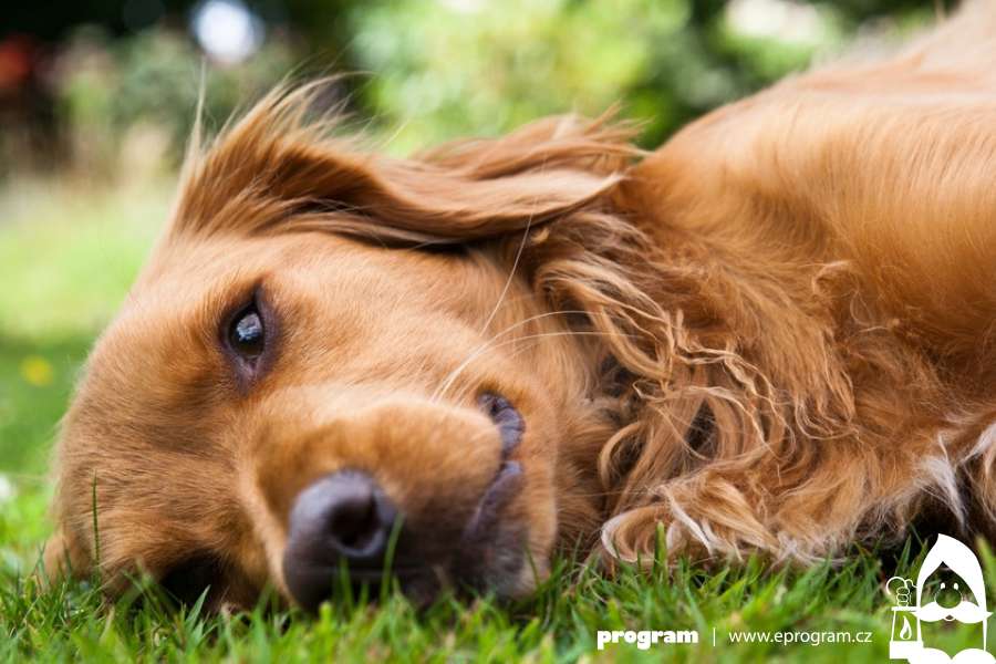 Nejčastější letní nástrahy, které číhají i na vašeho psa