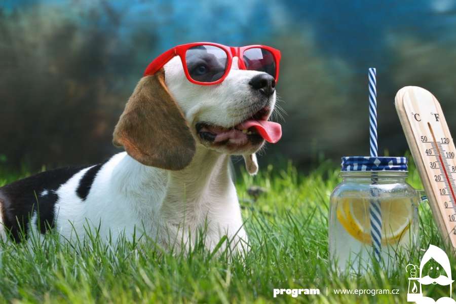 V létě je důležité, aby pes dodržoval pitný režim. Může mu hrozit přehřátí i smrt