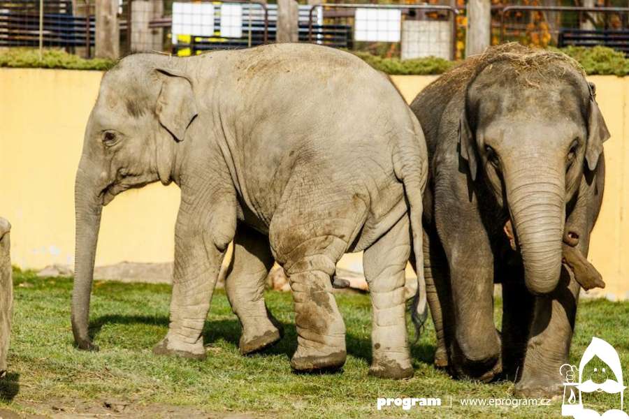 Den pro slony v Zoo Ostrava: přineste s sebou vysloužilý elektrospotřebič, pomůžete chránit slony 