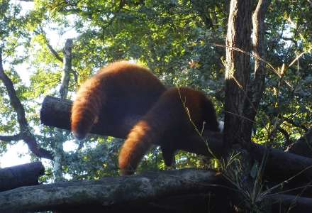 Dvojčata pand červených v Zoo Ostrava konečně začala objevovat výběh