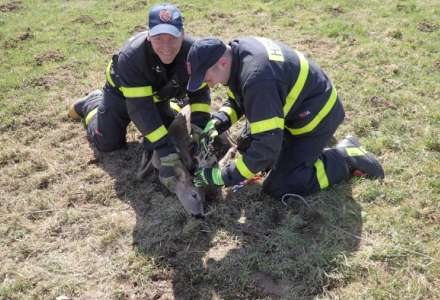 Těšínští hasiči zachraňovali dva srnce z elektrického ohradníku