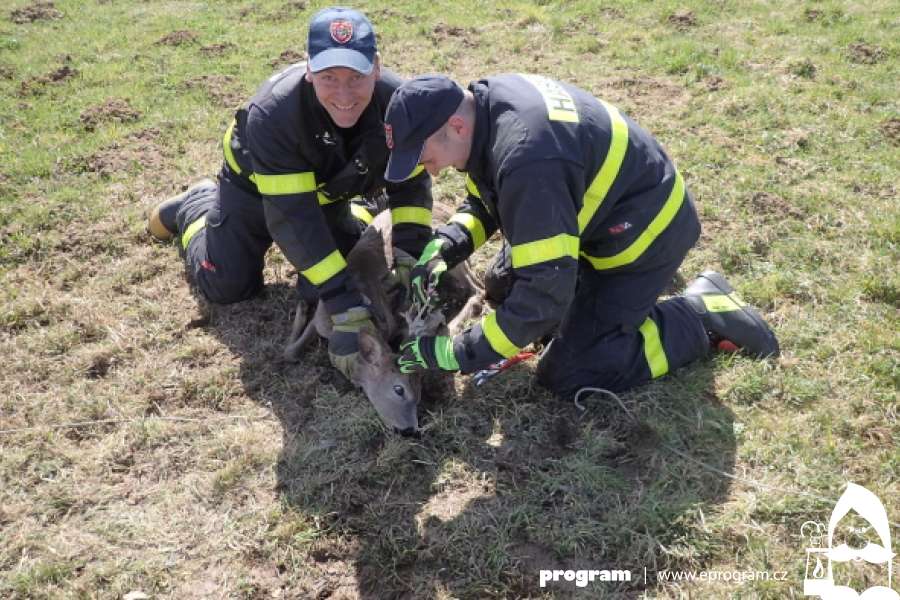 Těšínští hasiči zachraňovali dva srnce z elektrického ohradníku