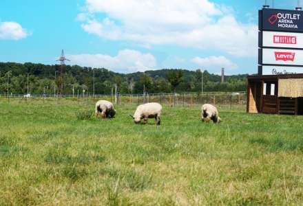 Ovečky jako alternativa sekaček spásají trávu před Outlet Arena Moravia