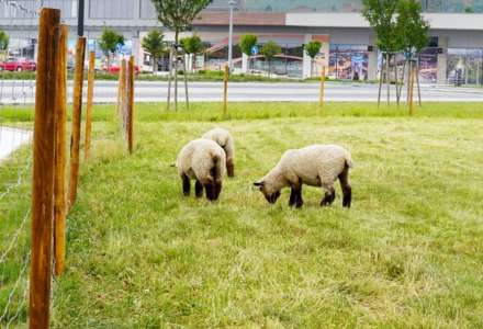 Ovečky jako alternativa sekaček spásají trávu před Outlet Arena Moravia