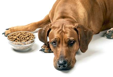 Mýty o psí stravě
