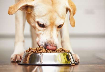 Mýty o psí stravě