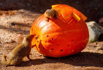Dýně, šípky a zajímavý podzimní program v ostravské zoologické zahradě