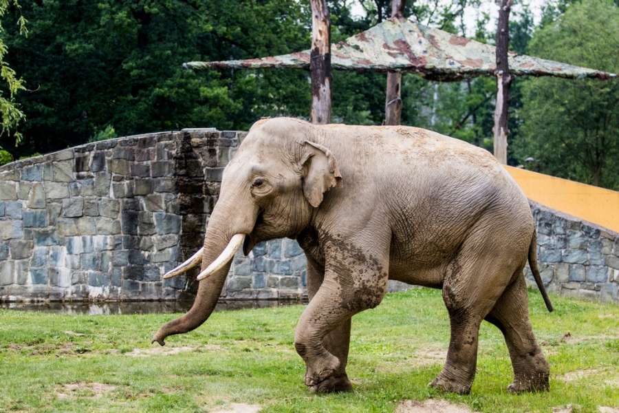 Slon Maxim nově v Ostravě
