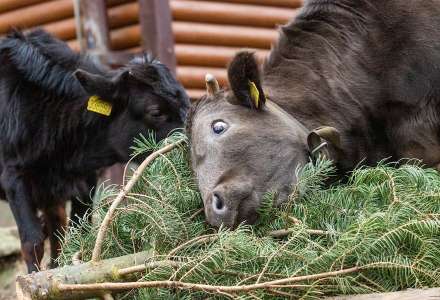Neprodané vánoční stromky zpestřují jídelníček zvířatům v Zoo Ostrava   