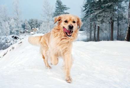 Péče o psa v zimě – tlapky, jídelníček, pohyb, bouda a oblečky