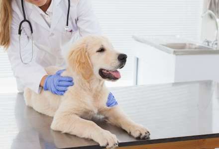 Šťastné návštěvy veteriny – co dělat, aby se pes nebál?