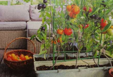 Jak si vypěstovat zeleninu a bylinky na balkoně