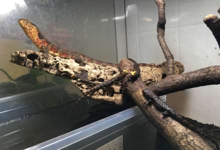 Mláďata vzácných krokodýlovců čínských v Zoo Ostrava