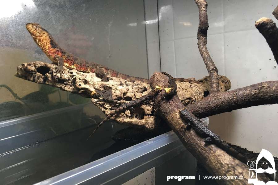 Mláďata vzácných krokodýlovců čínských v Zoo Ostrava