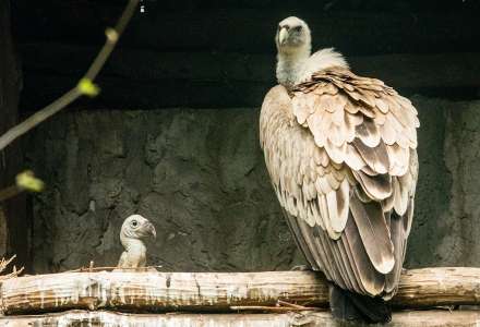 Supi bělohlaví v Zoo Ostrava odchovávají své první mládě