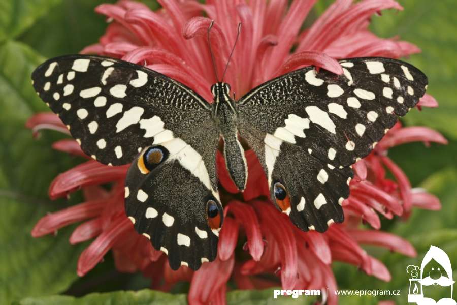 V Arboretu Nový Dvůr se vylíhli krásní motýli