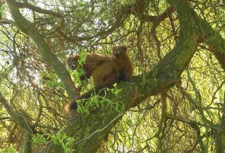 Ráj lemurů v Zoo Ostrava – blízké setkání s madagaskarskými primáty 
