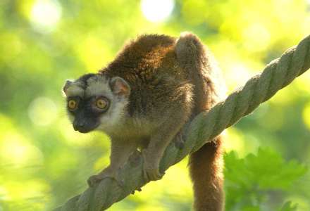 Ráj lemurů v Zoo Ostrava – blízké setkání s madagaskarskými primáty 