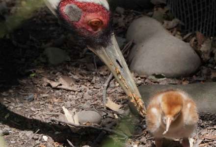 Vzácní jeřábi v Zoo Ostrava odchovávají svá první mláďata 