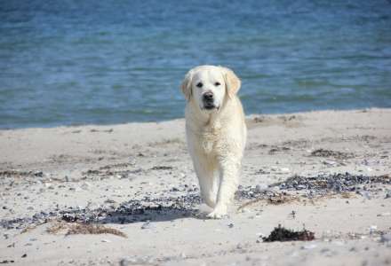 Cestujete se psem k moři ? Dodržujte 8 základních pravidel