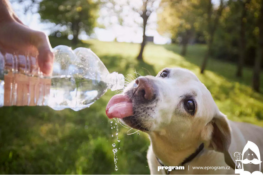 Jak se starat o psy v horkých letních dnech a co dělat při přehřátí