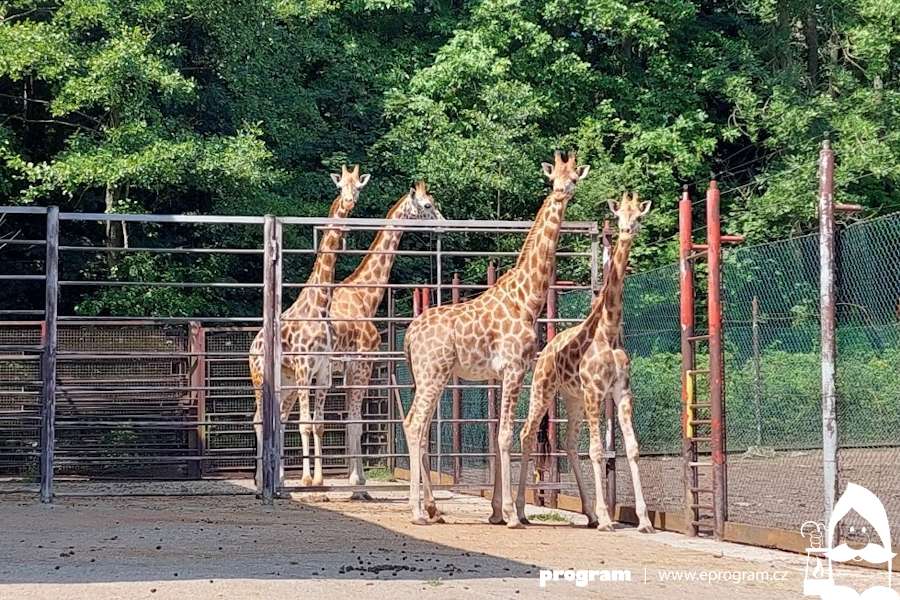 Do Zoo Ostrava dorazily dvě samice žirafy Rothschildovy