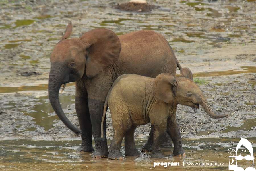 Den pro slony - vysloužilý elektrospotřebič a nepotřebné oblečení může pomoci chránit slony v Africe