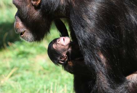 V Zoo Ostrava se narodilo mládě šimpanze