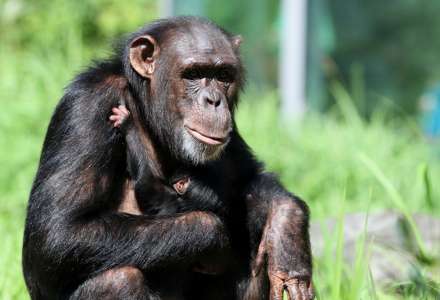 V Zoo Ostrava se narodilo mládě šimpanze