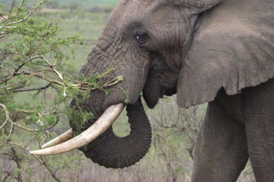 Darujte nepotřebné oblečení a zachraňte slony v Africe!